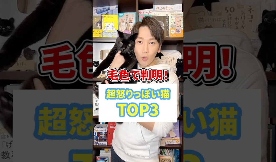毛色で判明！超怒りっぽい猫TOP３ #猫 #猫好き #ねこ