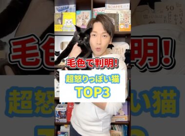 毛色で判明！超怒りっぽい猫TOP３ #猫 #猫好き #ねこ