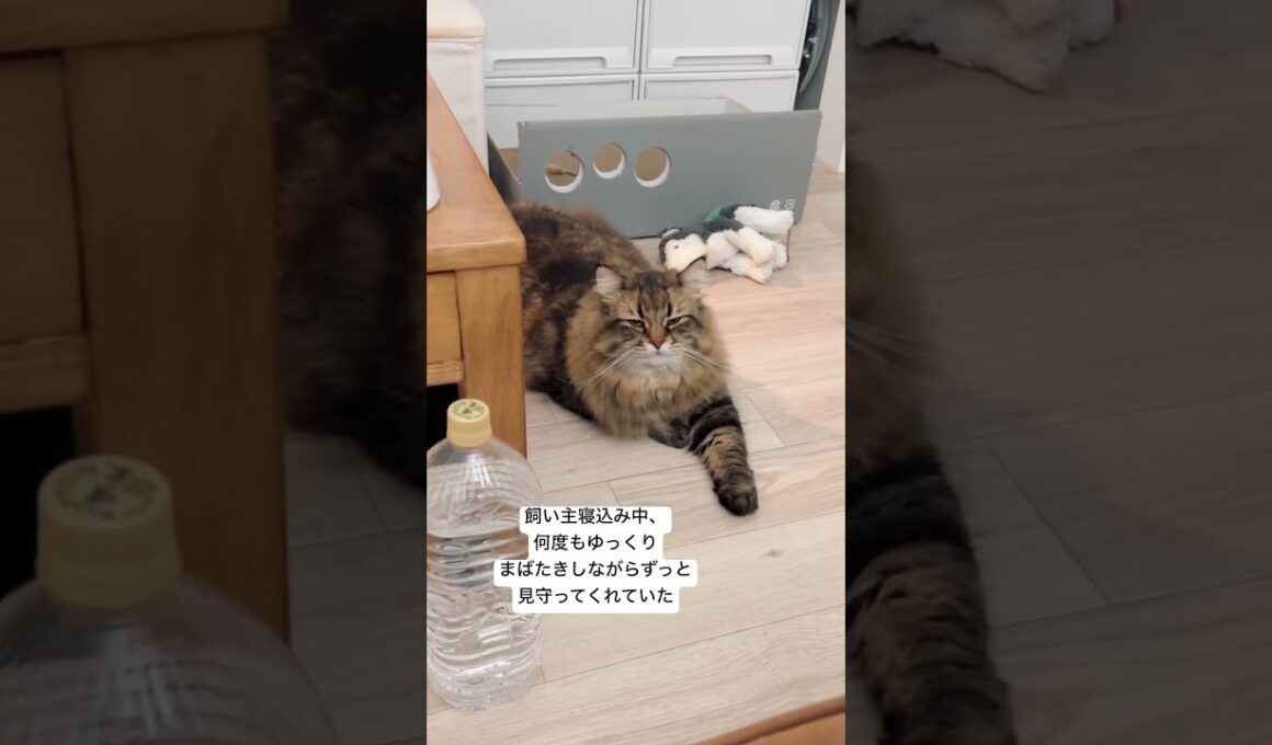 ずっと見守ってくれる系猫ちゃん #サイベリアン #cat #猫 #ヤマネコ