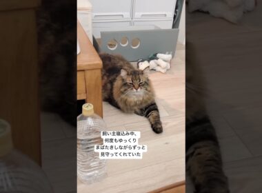 ずっと見守ってくれる系猫ちゃん #サイベリアン #cat #猫 #ヤマネコ