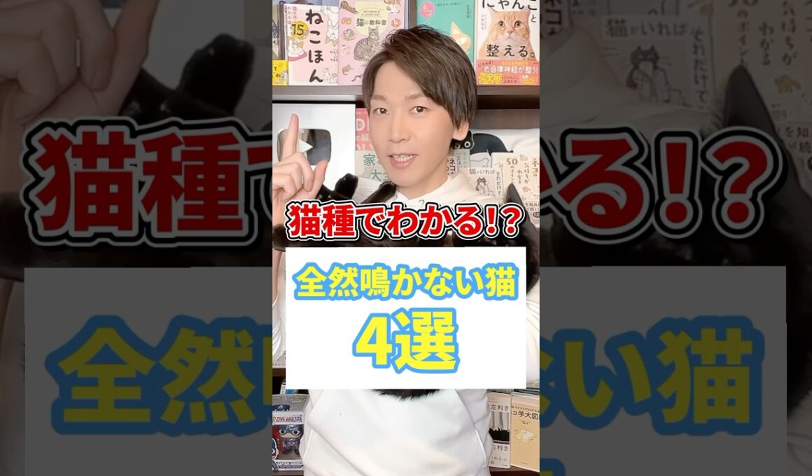 猫種でわかる！？全然鳴かない猫４選 #猫 #猫のいる暮らし #ねこ
