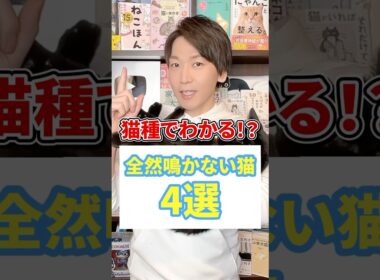 猫種でわかる！？全然鳴かない猫４選 #猫 #猫のいる暮らし #ねこ