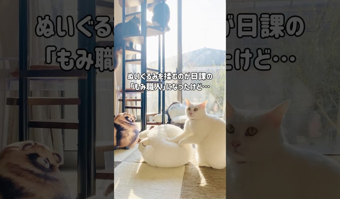 無重力猫｜信じられないほど高いジャンプを披露するミルコ｜年を重ねて「ぬいぐるみ」をマッサージするのが日課になったけど…ジャンプ力は健在です✨ #shorts