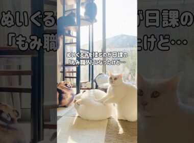 無重力猫｜信じられないほど高いジャンプを披露するミルコ｜年を重ねて「ぬいぐるみ」をマッサージするのが日課になったけど…ジャンプ力は健在です✨ #shorts