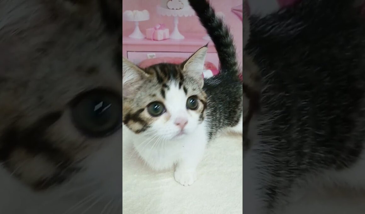 【ご家族様募集中】短足マンチカン男の子♡ #cat #かわいい子猫 #kitten #子猫 #cute #子猫ブリーダー #短足マンチカン #短足ミヌエット #子ネコ #子猫 #好きな子猫