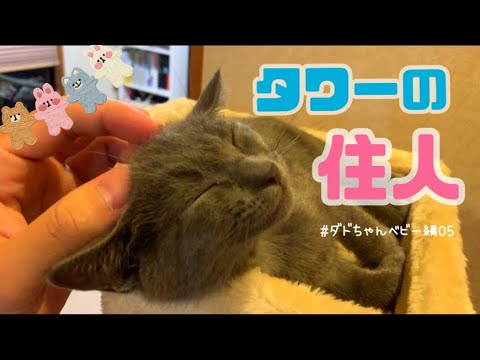 【猫】キャットタワーでくつろぐ子猫が可愛すぎる