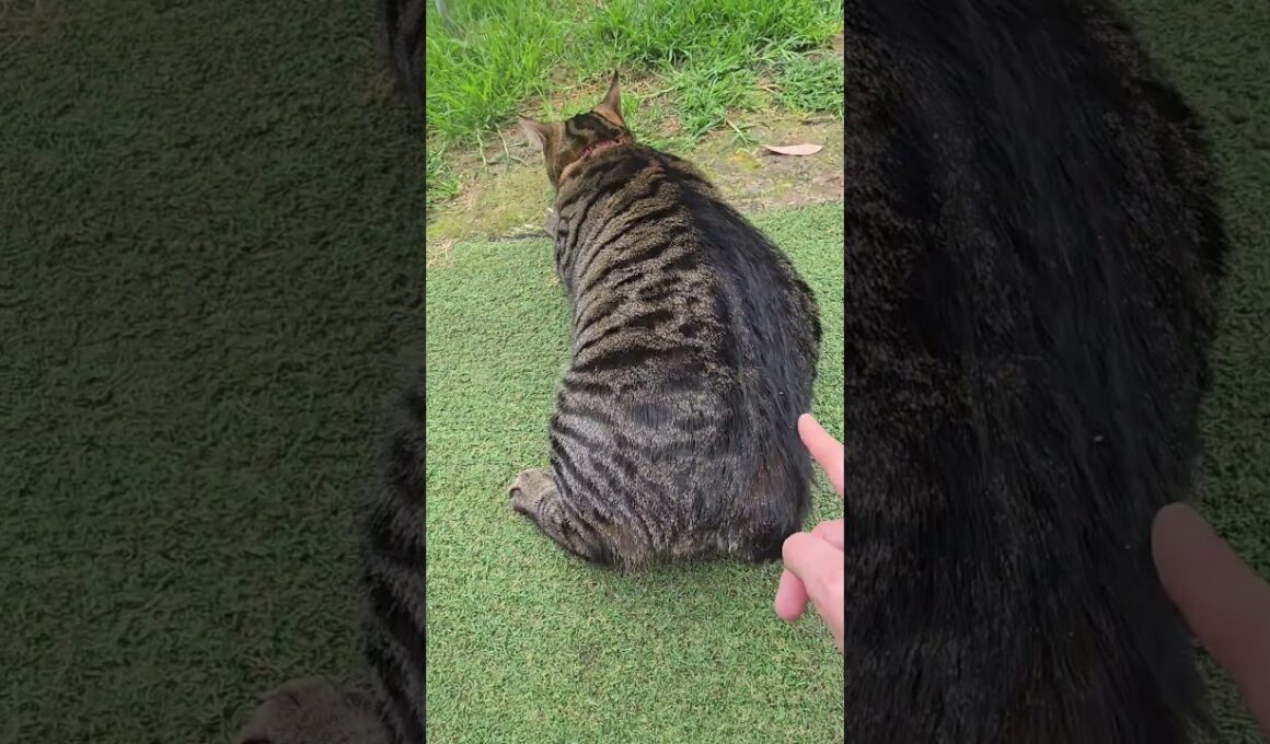 Does your Manx wiggle his tail like Thumper? #wigglewiggle #thumper #manx #cattok