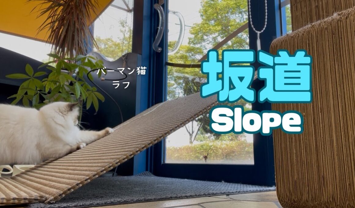 バーマン猫ラフ【坂道】Slope（バーマン猫）Birman/Cat
