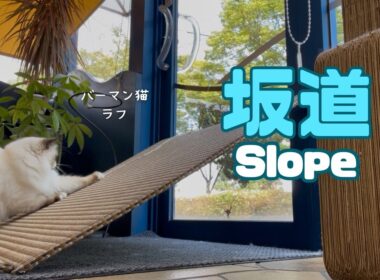 バーマン猫ラフ【坂道】Slope（バーマン猫）Birman/Cat