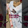 ⚠️スフィンクス猫チャイの日常#shorts #cat #猫#lifewithcats #猫のいる暮らし #sphynx