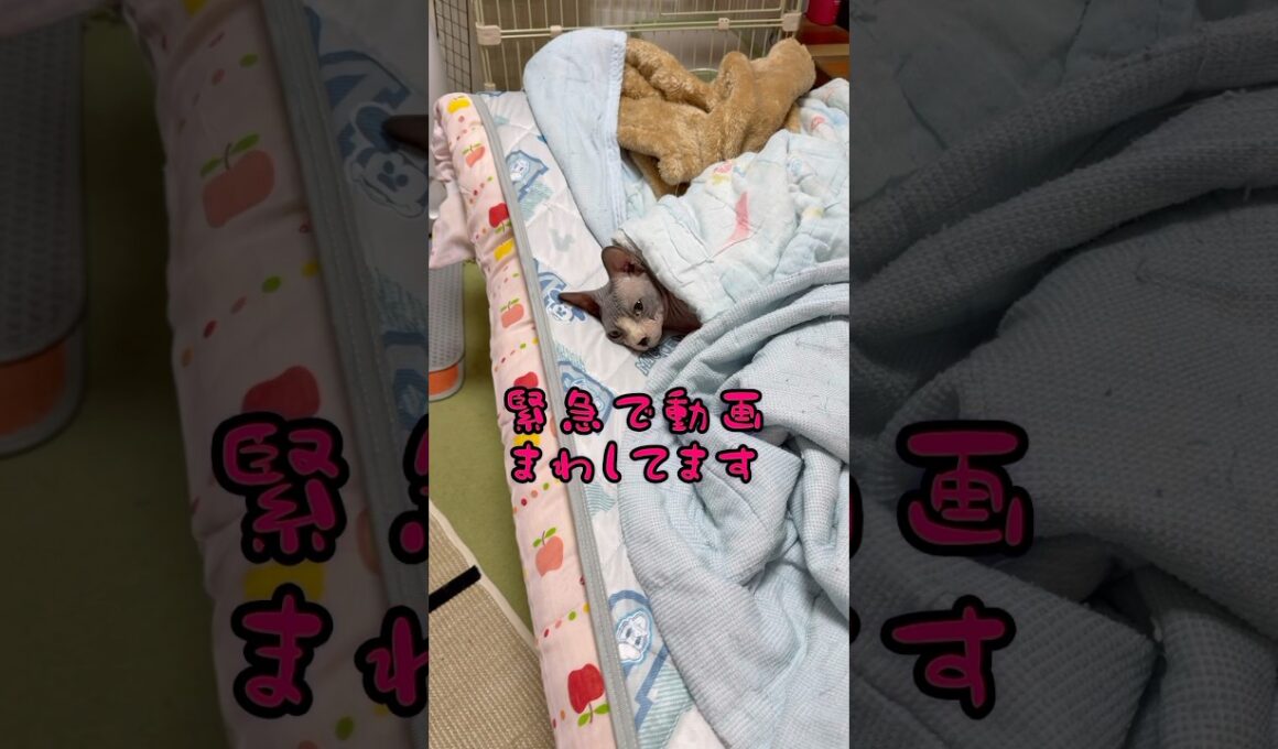 ⚠️スフィンクス猫チャイの日常#shorts #cat #猫#lifewithcats #猫のいる暮らし #sphynx