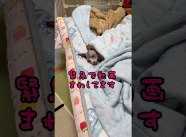 ⚠️スフィンクス猫チャイの日常#shorts #cat #猫#lifewithcats #猫のいる暮らし #sphynx