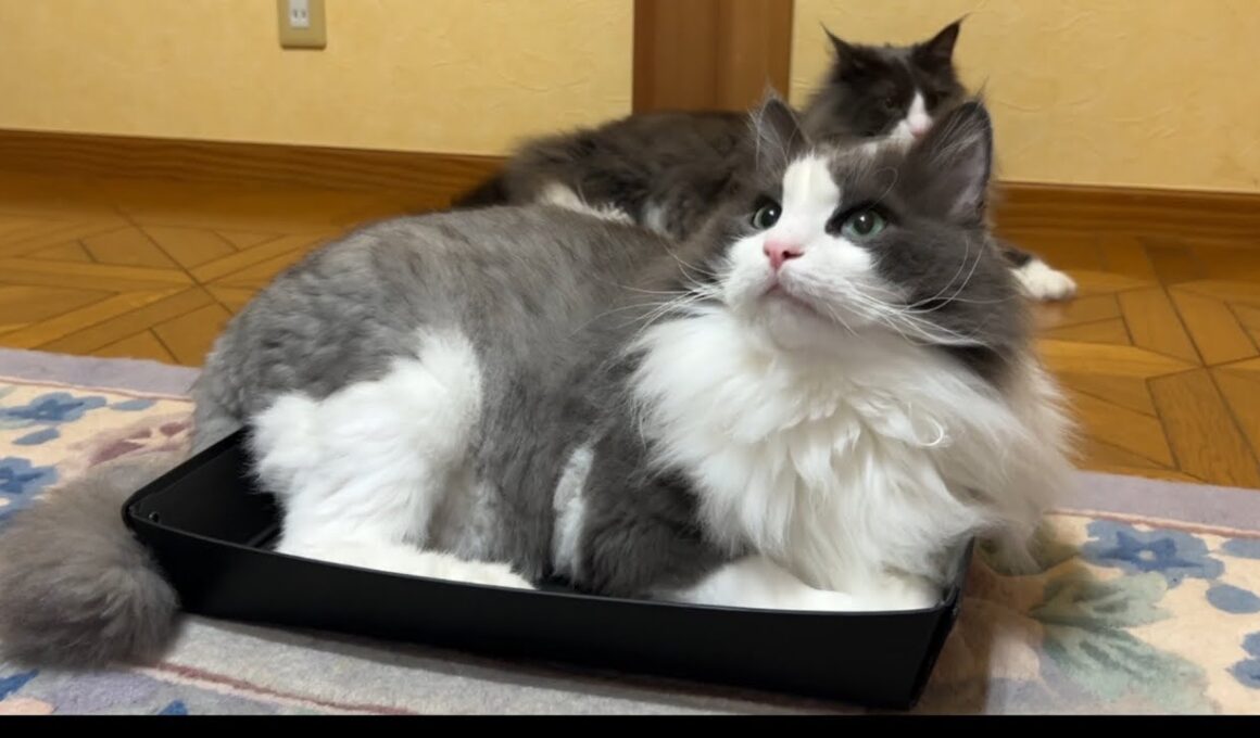 【のんびり♡】最近の流行りは、浅めのトレイ♪ノルウェージャンフォレストキャットとターキッシュアンゴラ