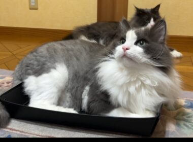 【のんびり♡】最近の流行りは、浅めのトレイ♪ノルウェージャンフォレストキャットとターキッシュアンゴラ