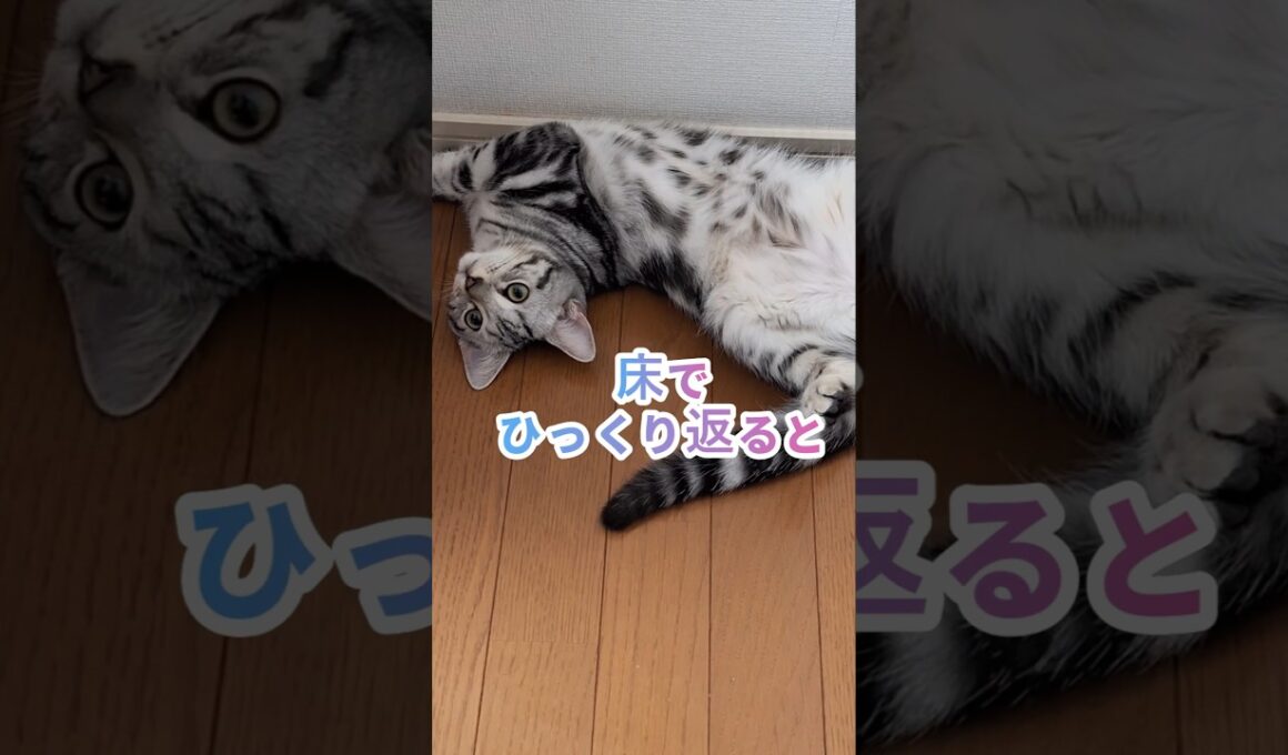 ｢#アメショ キリアンの日常 床でひっくり返る可愛い猫｣#shorts  #アメリカンショートヘアー #ねこ #cat  #猫 #猫のいる暮らし