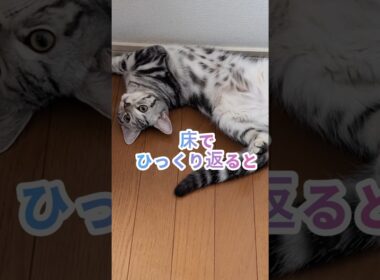 ｢#アメショ キリアンの日常 床でひっくり返る可愛い猫｣#shorts  #アメリカンショートヘアー #ねこ #cat  #猫 #猫のいる暮らし