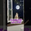 チャンネル登録100人突破！登録ありがとう🐱 シャム猫☆マロンちゃんネル #cat #catshorts #しゃむねこ ＃シャム猫