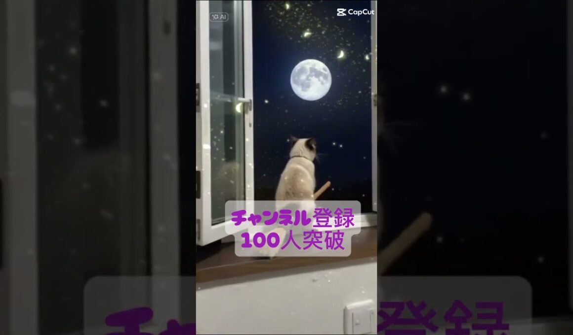 チャンネル登録100人突破！登録ありがとう🐱 シャム猫☆マロンちゃんネル #cat #catshorts #しゃむねこ ＃シャム猫