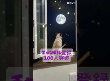 チャンネル登録100人突破！登録ありがとう🐱 シャム猫☆マロンちゃんネル #cat #catshorts #しゃむねこ ＃シャム猫