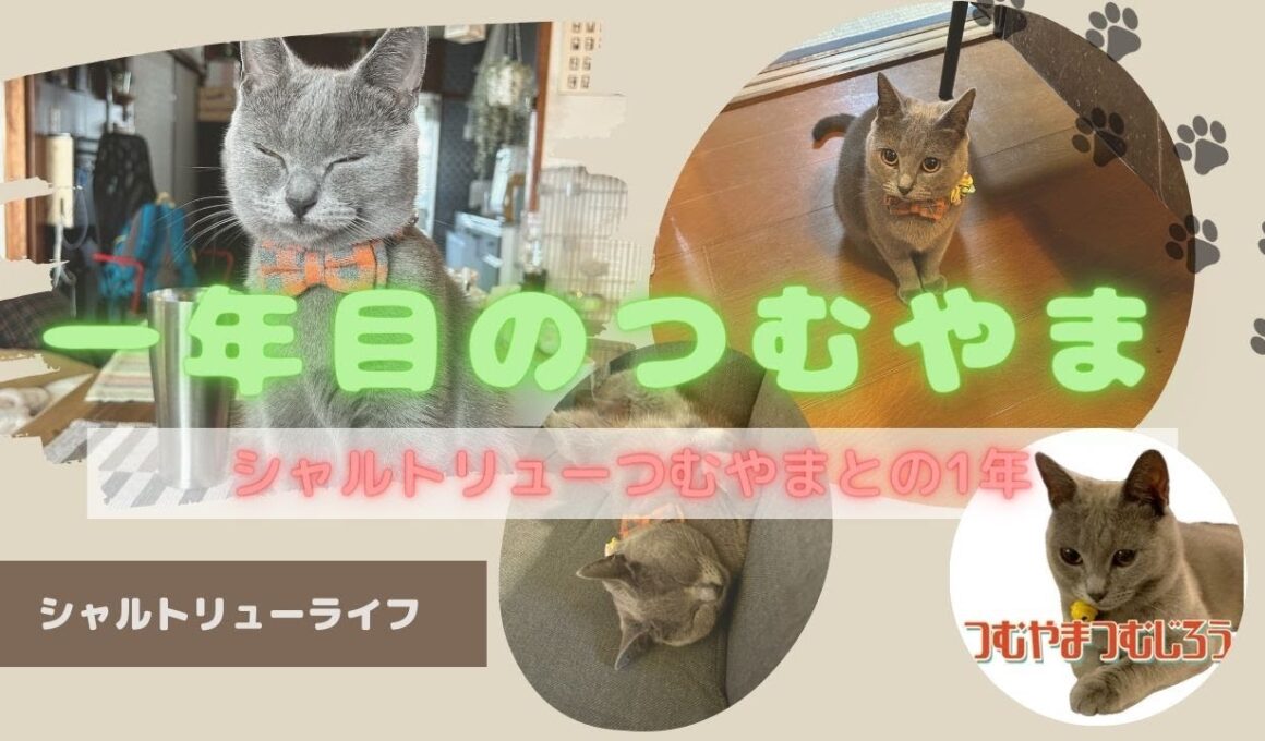 一年目のつむやま〜【シャルトリューつむやまとの一年】