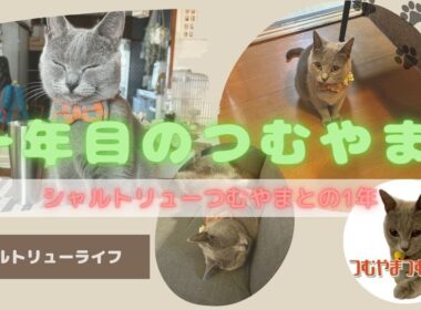 一年目のつむやま〜【シャルトリューつむやまとの一年】