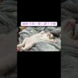 腕枕で添い寝に誘う三毛子猫 #cat  #猫  #ねこ  #animal #cute #猫のいる暮らし #子猫 #shorts  #こねこ