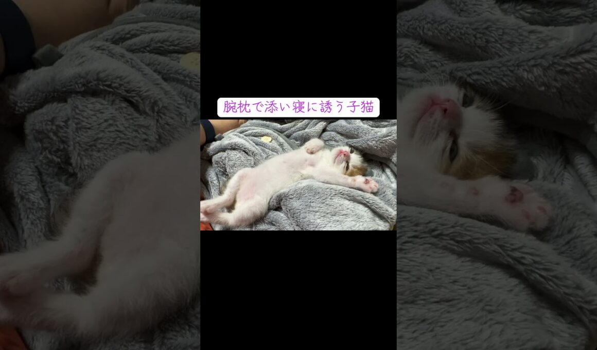 腕枕で添い寝に誘う三毛子猫 #cat  #猫  #ねこ  #animal #cute #猫のいる暮らし #子猫 #shorts  #こねこ