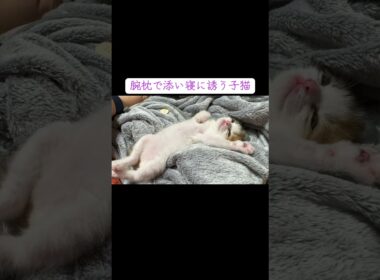 腕枕で添い寝に誘う三毛子猫 #cat  #猫  #ねこ  #animal #cute #猫のいる暮らし #子猫 #shorts  #こねこ