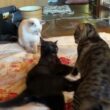 シャムの子ネコ雫と、じゃれる黒猫の子ネコ黒夢。卑劣キジシロのルル、背後から、黒夢に、ちょっかいw