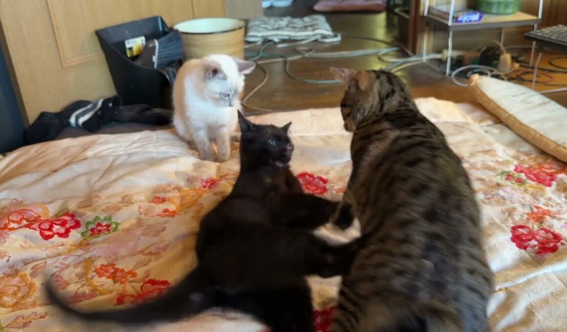シャムの子ネコ雫と、じゃれる黒猫の子ネコ黒夢。卑劣キジシロのルル、背後から、黒夢に、ちょっかいw