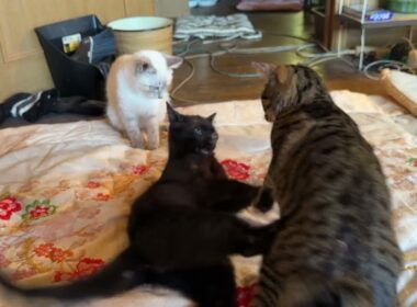 シャムの子ネコ雫と、じゃれる黒猫の子ネコ黒夢。卑劣キジシロのルル、背後から、黒夢に、ちょっかいw