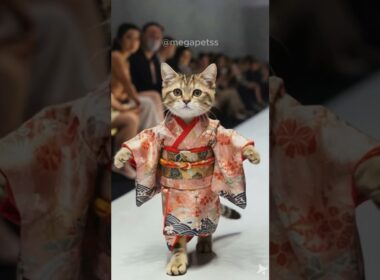日本の伝統衣装、着物を着た猫のファッションショー #ai猫 #着物 #cat #日本