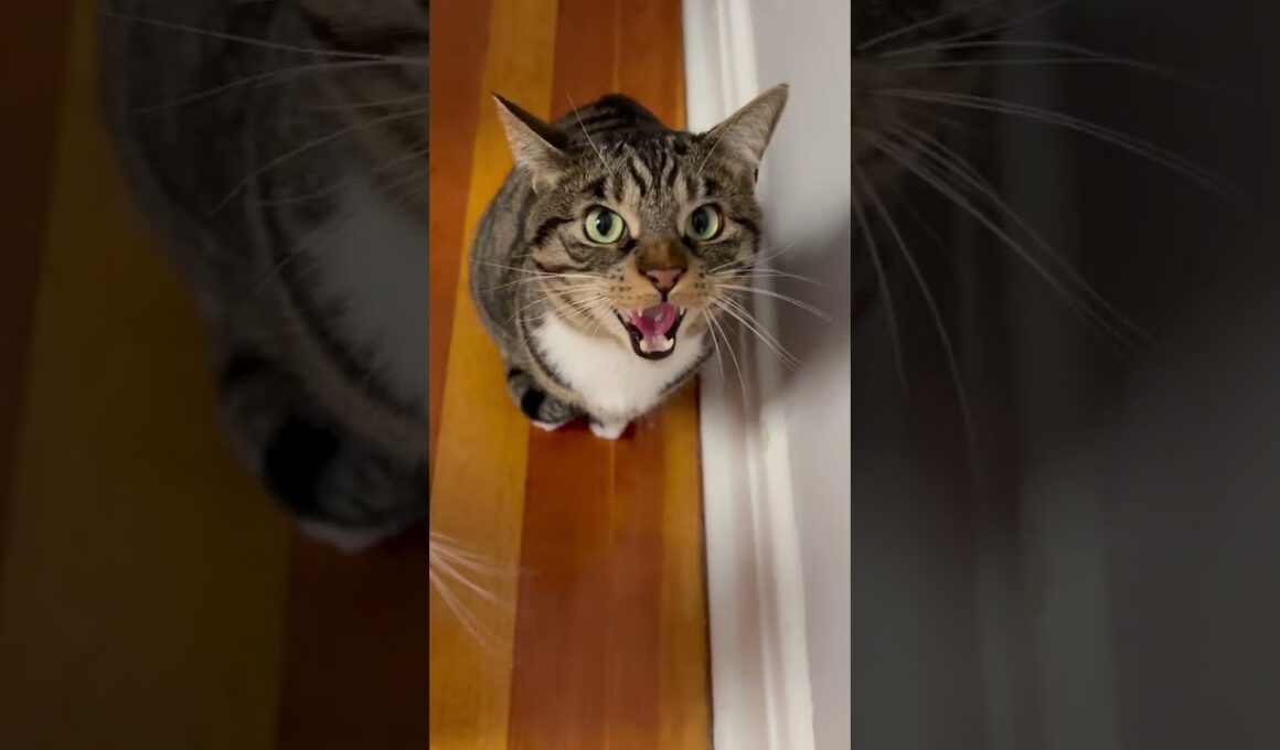 He shocked himself by hissing at me for the first time