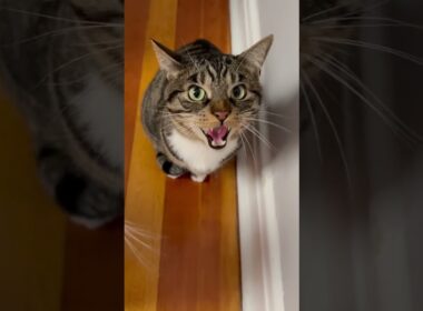 He shocked himself by hissing at me for the first time