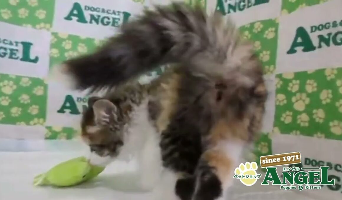 サイベリアン 2509037 【ペットショップエンゼル　子犬・子猫販売】