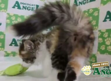 サイベリアン 2509037 【ペットショップエンゼル　子犬・子猫販売】