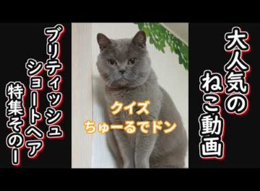 【保護猫】YouTubeで大人気の猫動画　ブリティッシュ・ショートヘア特集part１【ねこのいる暮らし】