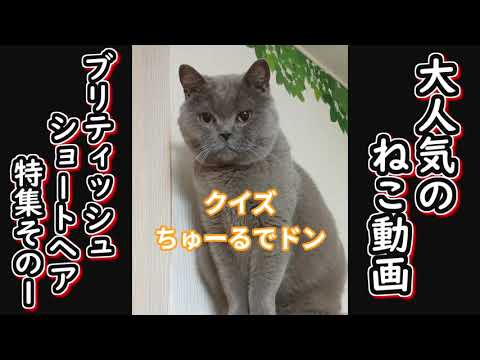 【保護猫】YouTubeで大人気の猫動画　ブリティッシュ・ショートヘア特集part１【ねこのいる暮らし】
