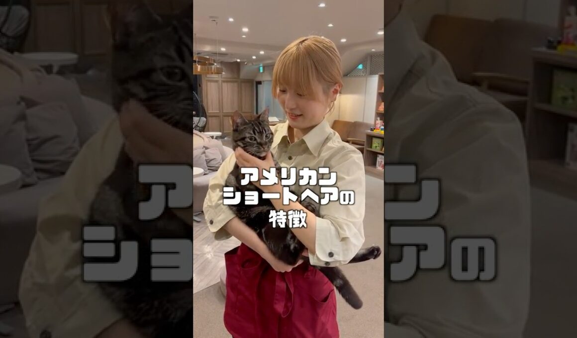 アメショってどんな猫？  #猫カフェmocha #猫のいる暮らし #ねこ