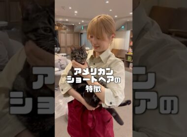 アメショってどんな猫？  #猫カフェmocha #猫のいる暮らし #ねこ