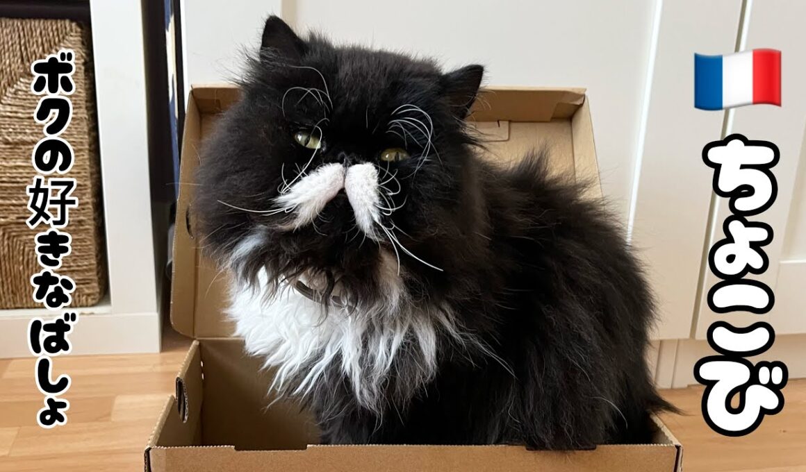 🇫🇷やっぱりここが好き🐾Home Sweet Paper Bag.