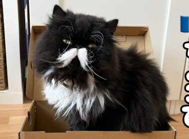 🇫🇷やっぱりここが好き🐾Home Sweet Paper Bag.