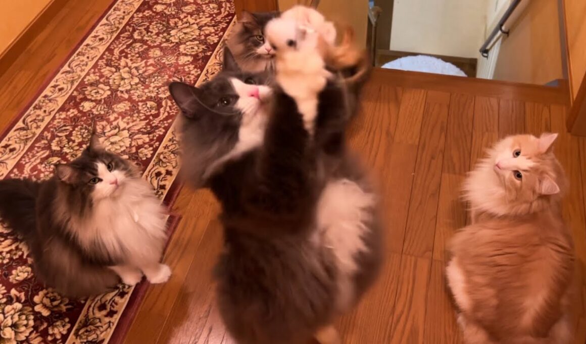 【運動の秋】スポーツの日なので、みんなで運動してみたwwwノルウェージャンフォレストキャットとターキッシュアンゴラ♡