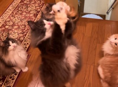 【運動の秋】スポーツの日なので、みんなで運動してみたwwwノルウェージャンフォレストキャットとターキッシュアンゴラ♡