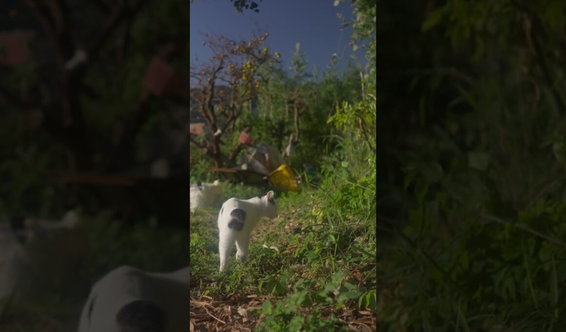 秋を知らせる海風ナライが気持ちいい！相模灘の見える散歩道 #ジャパニーズボブテイル #熱海 #保護猫 #野良猫 #猫のいる暮らし#伊豆 #cat