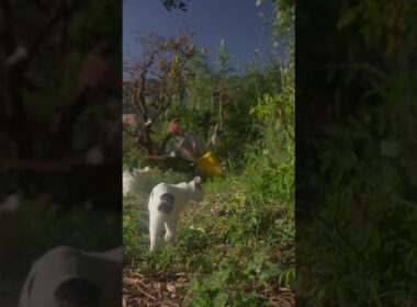 秋を知らせる海風ナライが気持ちいい！相模灘の見える散歩道 #ジャパニーズボブテイル #熱海 #保護猫 #野良猫 #猫のいる暮らし#伊豆 #cat