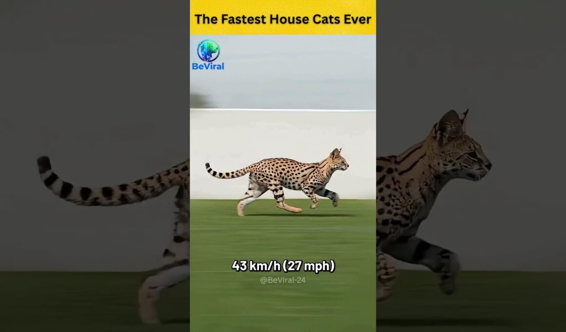 The Fastest House Cats Ever 😺😸 #facts #shortsfeed #trendingshorts #youtubeshorts