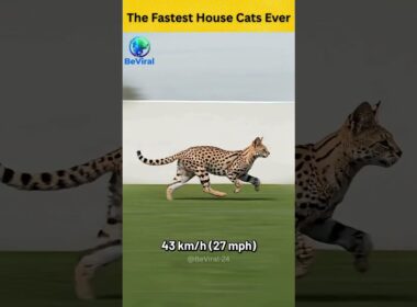 The Fastest House Cats Ever 😺😸 #facts #shortsfeed #trendingshorts #youtubeshorts
