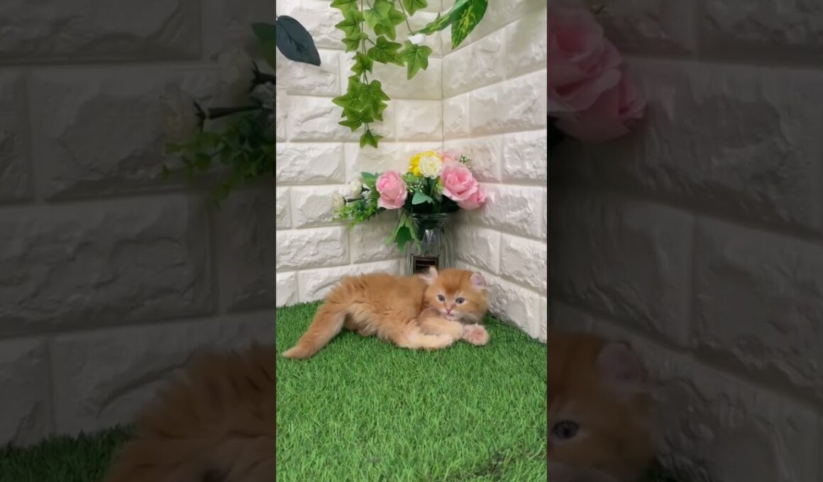 アメリカンカール もふもふAカールの甘えん坊ちゃん✨お客様感謝大セール✨総額14万→総額12万円他費用なし