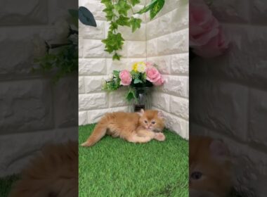 アメリカンカール もふもふAカールの甘えん坊ちゃん✨お客様感謝大セール✨総額14万→総額12万円他費用なし